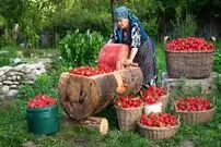 ببینید؛ غذای روستایی در آذربایجان؛ تهیه کیک و لواشک با توت فرنگی تازه