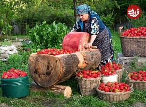 ببینید؛ غذای روستایی در آذربایجان؛ تهیه کیک و لواشک با توت فرنگی تازه
