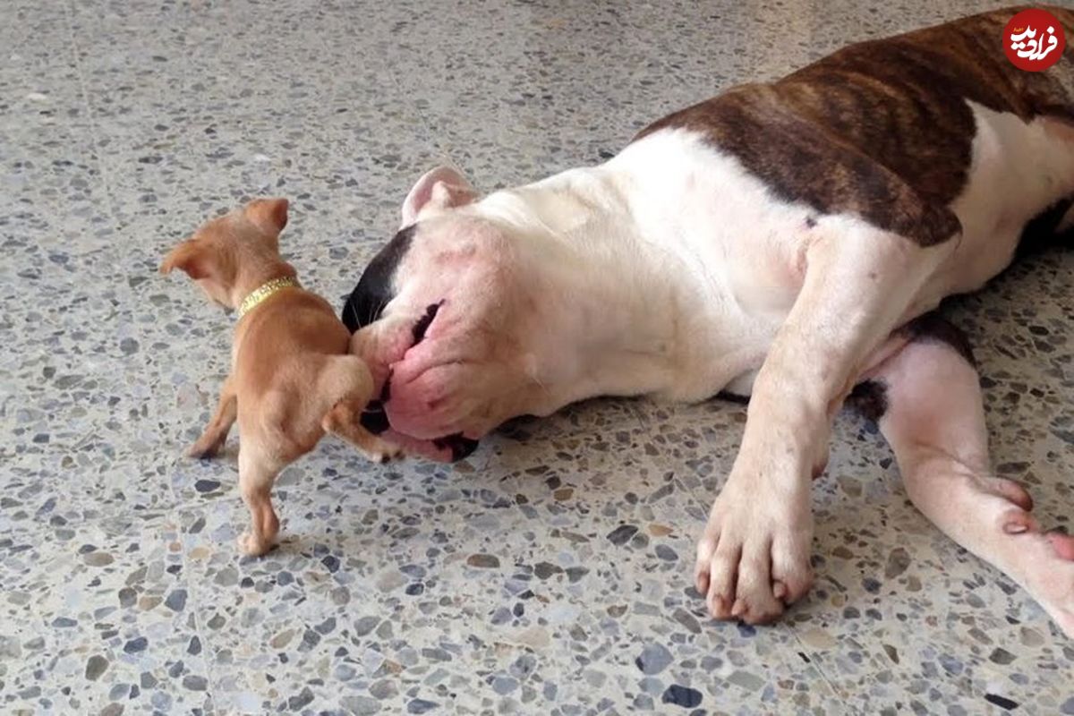 (ویدئو) وقتی سگ یک ماهه نیم وجبی نمی گذارد بول داگ غول پیکر آمریکایی بخوابد!