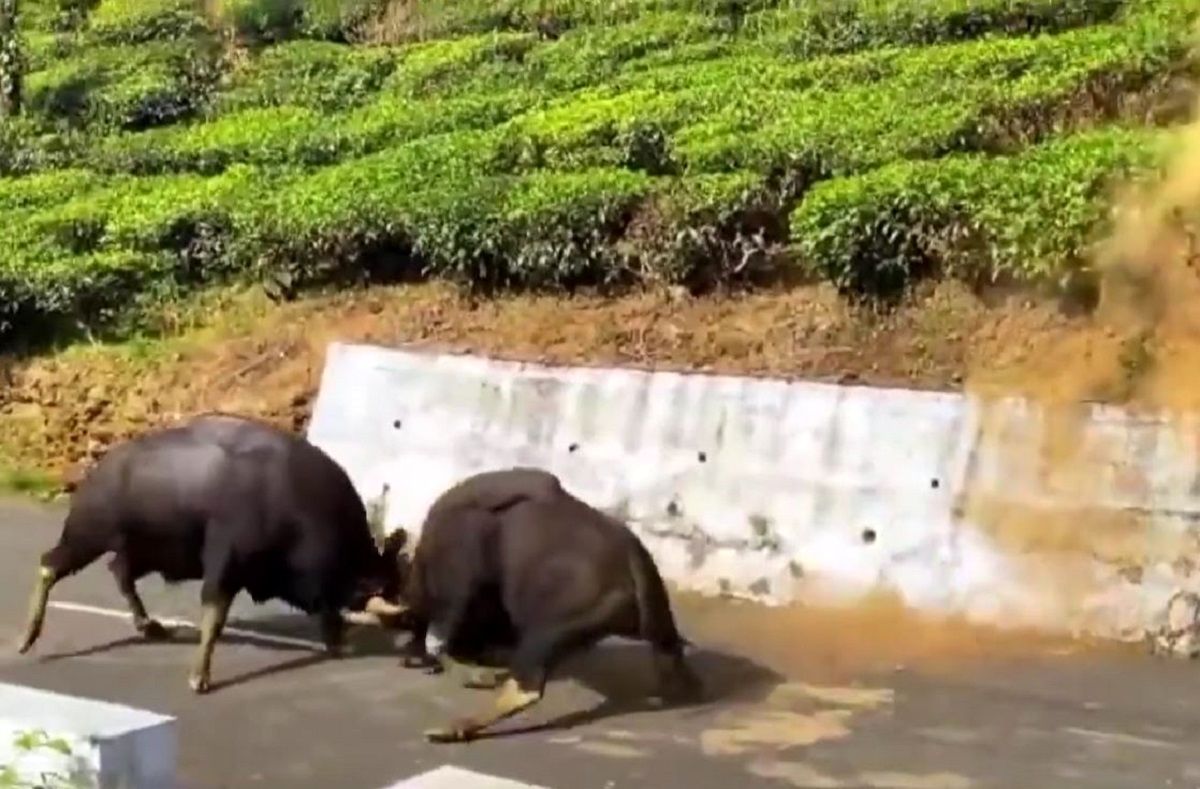 (ویدئو) دعوای وحشیانه گاومیش های نر هندی از باغ چای به وسط جاده کشید