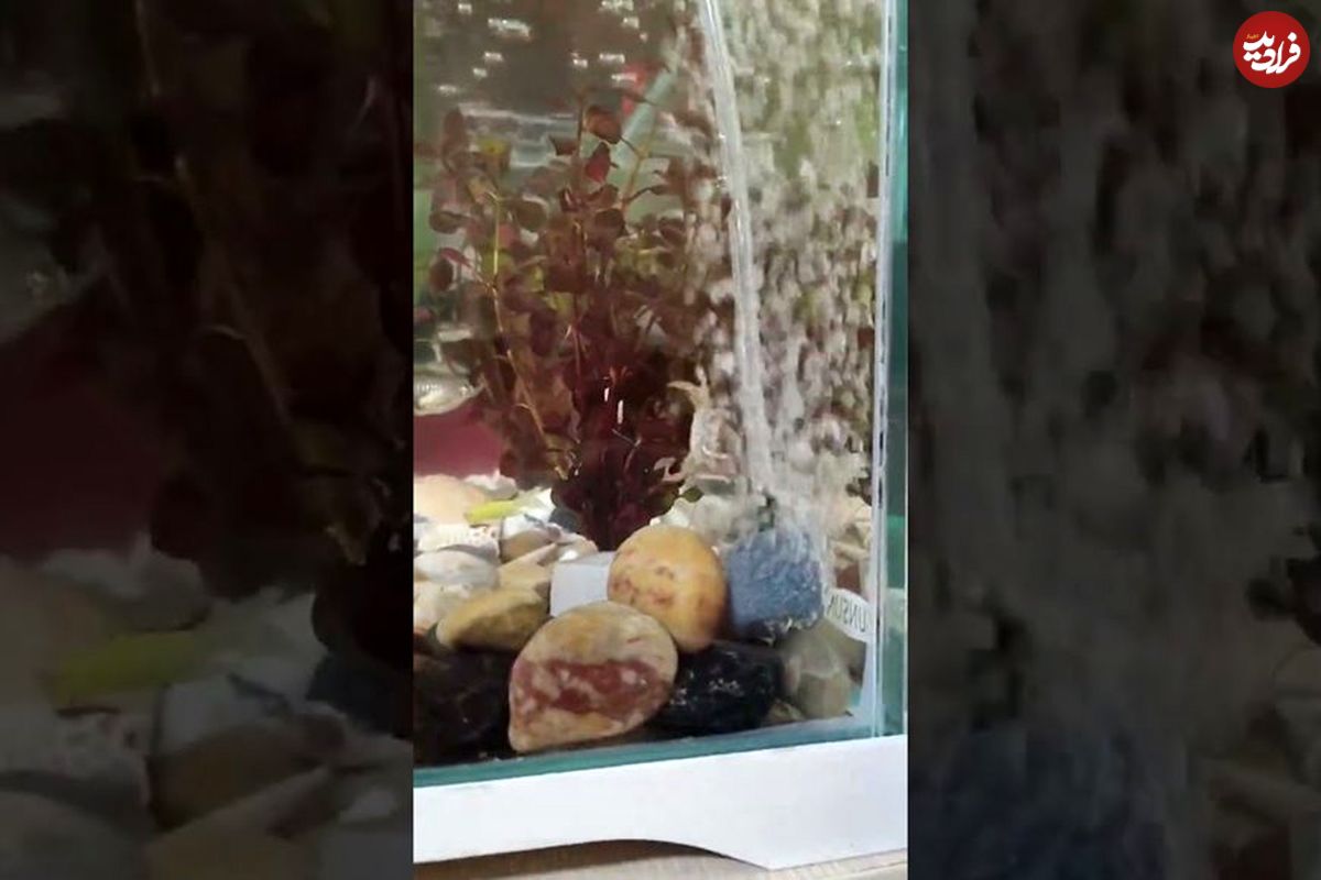 (ویدئو) سرگرمی باورنکردنی یک خرچنگ با دستگاه حباب ساز آکواریوم!