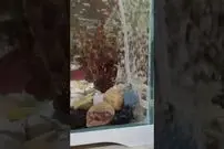 (ویدئو) سرگرمی باورنکردنی یک خرچنگ با دستگاه حباب ساز آکواریوم!