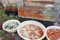 اگر ماهی قرمز خریده‌اید، ‌بخوانید