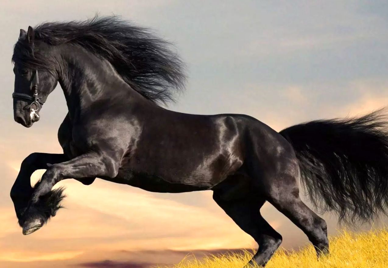 (تصاویر) زیباترین اسب جهان که از افسانه‌ها آمده است!
