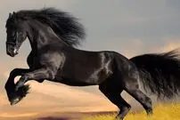 (تصاویر) زیباترین اسب جهان که از افسانه‌ها آمده است!