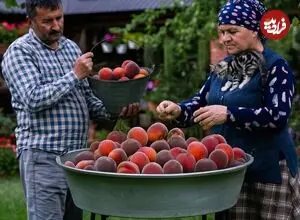 ببینید| غذای روستایی در آذربایجان؛ برداشت هلو از باغ و تهیه شربت با آن