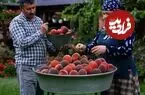 ببینید| غذای روستایی در آذربایجان؛ برداشت هلو از باغ و تهیه شربت با آن