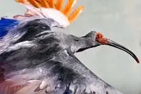 ببینید| بازگشت پرنده‌ای منقرض‌شده به طبیعت ژاپن