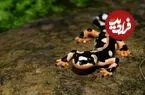 تلاش برای احیای زیستگاه سمندر لرستانی؛ سرشماری تمساح مردابی از اسفند