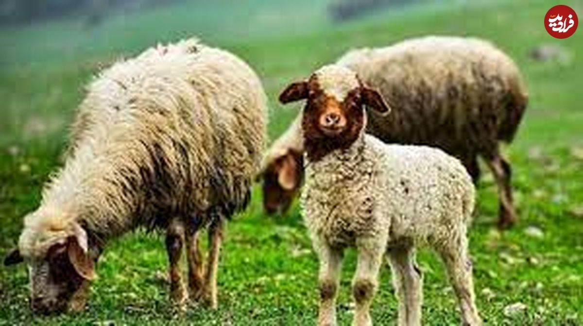 (ویدئو) پناه گرفتن مظلومانه گوسفندان برای در امان ماندن از طوفان 