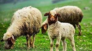 (ویدئو) پناه گرفتن مظلومانه گوسفندان برای در امان ماندن از طوفان 
