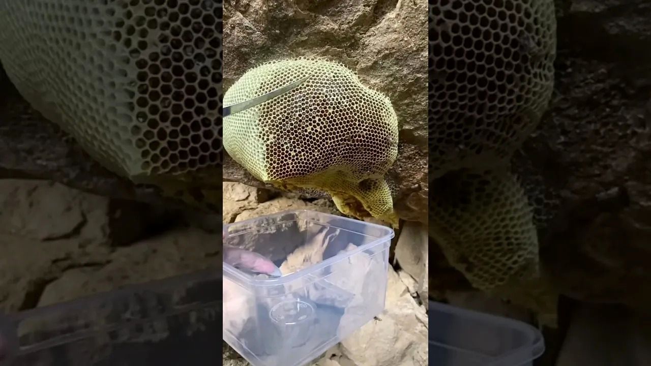 (ویدئو) لحظه برش زدن عسل وحشی روی صخره با چاقو