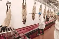 (ویدئو) ببینید کارخانه ها چگونه هزاران گوسفند را برش و بسته بندی می کنند