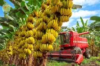 ببینید| چگونه کشاورزان هندی میلیون ها موز را برداشت می کنند؟