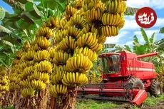 ببینید| چگونه کشاورزان هندی میلیون ها موز را برداشت می کنند؟