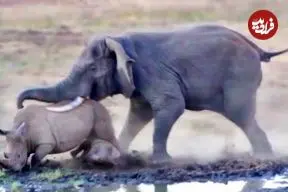 ببنیید| یک اتفاق عجیب در حیات وحش؛ حمله فیل به کرگدن و بچه اش!