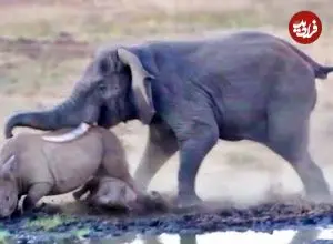 ببنیید| یک اتفاق عجیب در حیات وحش؛ حمله فیل به کرگدن و بچه اش!