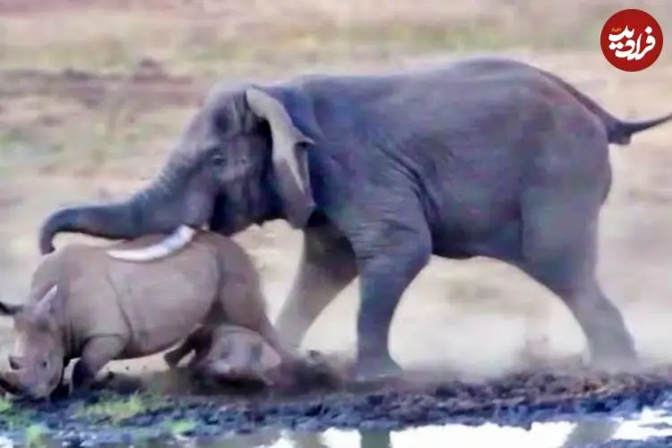 ببنیید| یک اتفاق عجیب در حیات وحش؛ حمله فیل به کرگدن و بچه اش!
