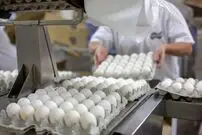 قیمت یک شانه تخم‌مرغ چند؟
