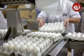 قیمت یک شانه تخم‌مرغ چند؟