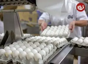 قیمت یک شانه تخم‌مرغ چند؟