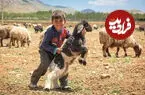 ببینید| راز کره خوش‌عطر کوهستان‌های ایران