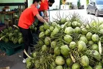 ببینید| غذای خیابانی در تایلند؛ برش نارگیل و تهیه اسموتی با آن در بانکوک