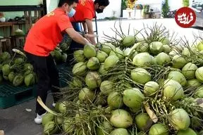 ببینید| غذای خیابانی در تایلند؛ برش نارگیل و تهیه اسموتی با آن در بانکوک