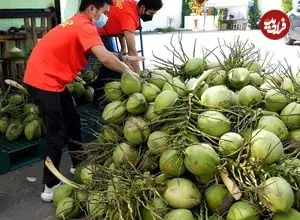 ببینید| غذای خیابانی در تایلند؛ برش نارگیل و تهیه اسموتی با آن در بانکوک