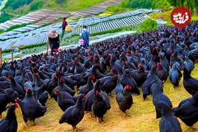 ببینید؛ چگونه کشاورزان چینی میلیون ها مرغ سیاه را برای گوشت و تخم مرغ پرورش می دهند؟