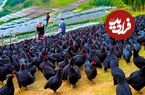 ببینید؛ چگونه کشاورزان چینی میلیون ها مرغ سیاه را برای گوشت و تخم مرغ پرورش می دهند؟