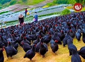 ببینید؛ چگونه کشاورزان چینی میلیون ها مرغ سیاه را برای گوشت و تخم مرغ پرورش می دهند؟