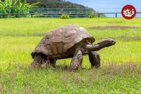 پیرترین جانور روی خشکی که قبل از اختراع لامپ متولد شد