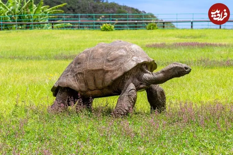 پیرترین جانور روی خشکی که قبل از اختراع لامپ متولد شد
