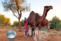 (ویدئو) فرآیند شگفت انگیز پرورش شتر در قرقیزستان و دوشیدن شیر شتر توسط روستایی ها