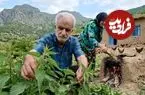 ببینید| غذای روستایی در ایران؛ برداشت گزنه از جنگل و پخت کوکو با آن در روستایی سرسبز