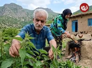 ببینید| غذای روستایی در ایران؛ برداشت گزنه از جنگل و پخت کوکو با آن در روستایی سرسبز