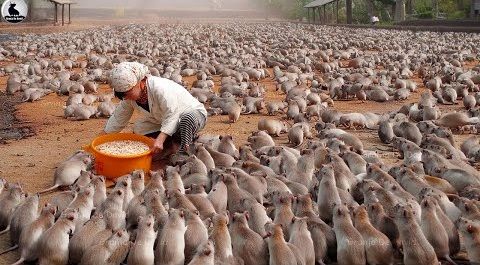 (ویدئو) فرآیند پرورش، فرآوری و فروش میلیون ها موش توسط کشاورزان چینی