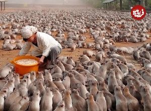 (ویدئو) فرآیند پرورش، فرآوری و فروش میلیون ها موش توسط کشاورزان چینی