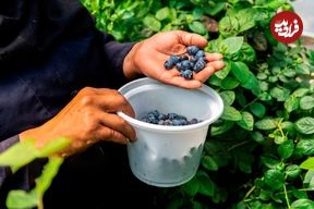 ببینید؛ تصاویر برداشت طلای آبی در ایران؛ یک کشاورز ایرانی میوه‌ای پرورش می دهد که هر کیلوی آن ۸ تا ۱۰ دلار قیمت دارد 