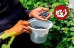 ببینید؛ تصاویر برداشت طلای آبی در ایران؛ یک کشاورز ایرانی میوه‌ای پرورش می دهد که هر کیلوی آن ۸ تا ۱۰ دلار قیمت دارد 
