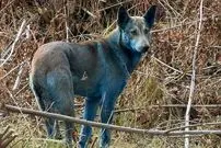 ماجرای «سگ‌های آبی‌رنگ» در شهر متروکۀ «چرنوبیل» چیست؟