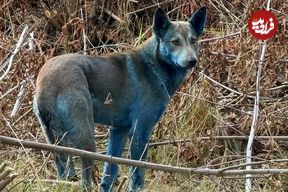 ماجرای «سگ‌های آبی‌رنگ» در شهر متروکۀ «چرنوبیل» چیست؟