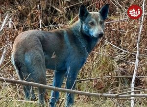 ماجرای «سگهای آبیرنگ» در شهر متروکۀ «چرنوبیل» چیست؟