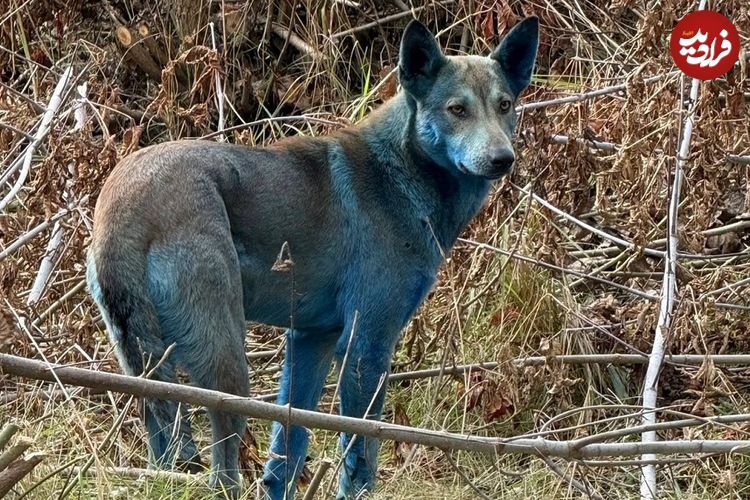 ماجرای «سگ‌های آبی‌رنگ» در شهر متروکۀ «چرنوبیل» چیست؟