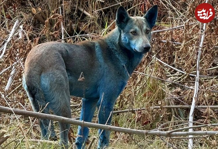 ماجرای «سگ‌های آبی‌رنگ» در شهر متروکۀ «چرنوبیل» چیست؟