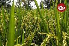 (ویدئو) فرآیند کشت و فرآوری هزاران تن برنج در اروپا و آمریکا