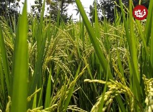 (ویدئو) فرآیند کشت و فرآوری هزاران تن برنج در اروپا و آمریکا