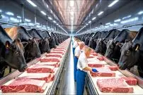 ببینید؛ چگونه هزاران گاو واگیو در ژاپن پرورش داده می شود؟