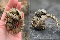 ببینید| آرمادیلو؛ مارمولک بامزه ای که شبیه اژدهاست